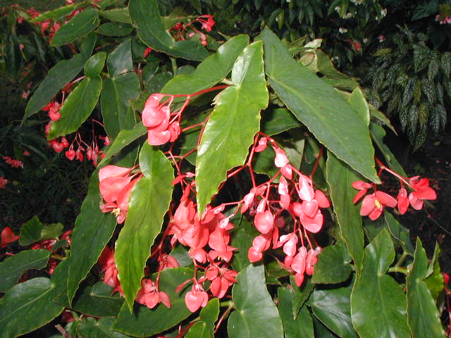 B. ‘Cherry Jubilee’